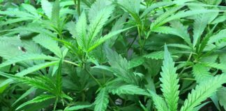 October 13, 2016: North Suffolk to offer Community Education Forum for Families Marijuana’s Effect on the Developing Brain Mary Jane in East Boston