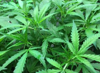 October 13, 2016: North Suffolk to offer Community Education Forum for Families Marijuana’s Effect on the Developing Brain Mary Jane in East Boston