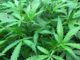 October 13, 2016: North Suffolk to offer Community Education Forum for Families Marijuana’s Effect on the Developing Brain Mary Jane in East Boston