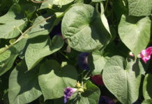 East Boston Pride: Flag raising on Friday, June 8 at Piers Park