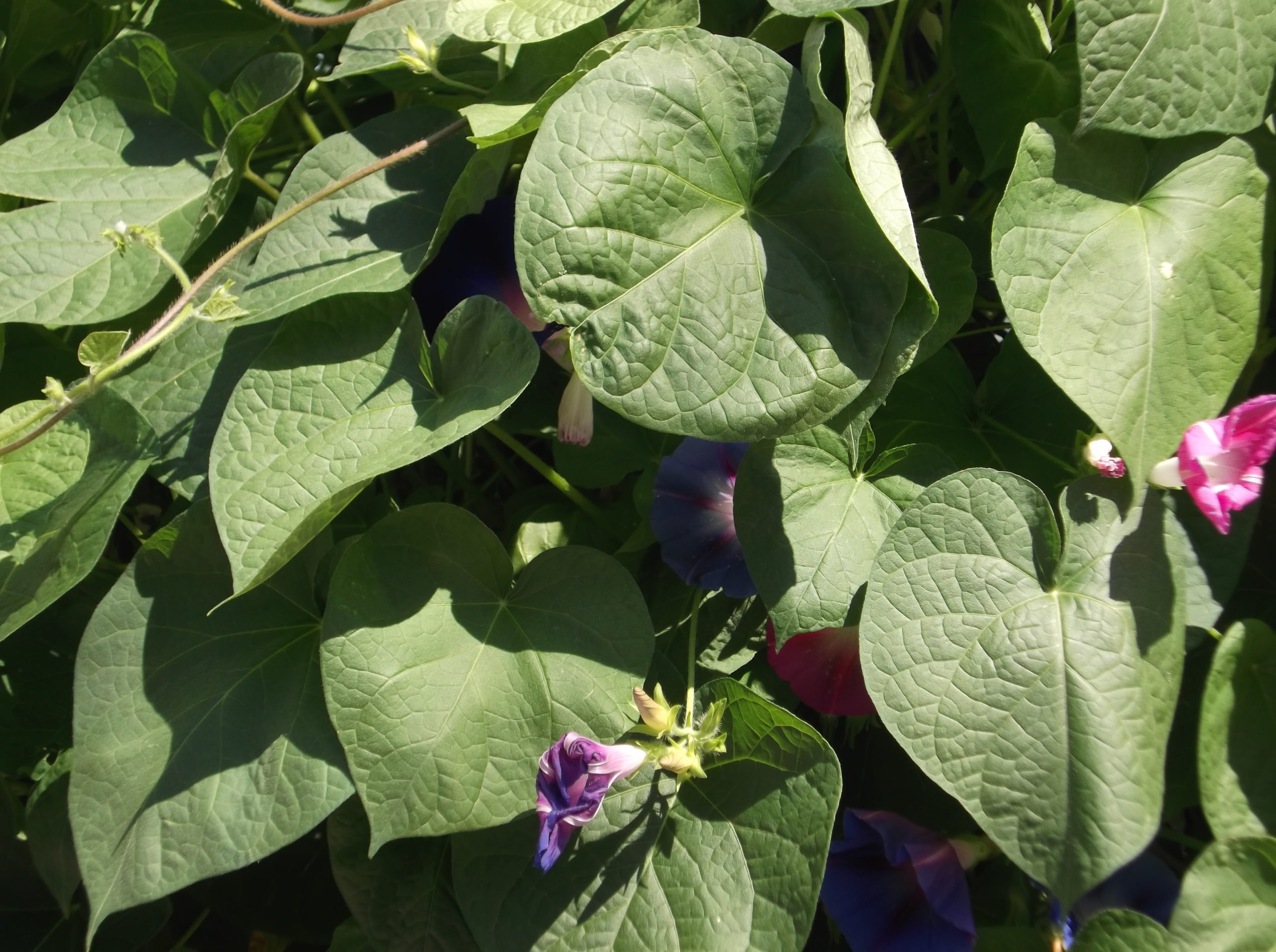 East Boston Pride: Flag raising on Friday, June 8 at Piers Park