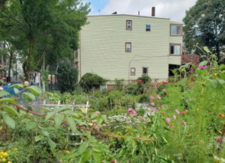 GreenRoots which serves East Boston receives Blue Cross Blue Shield Through ‘Racial Justice in Health’ Grants Stock-East Boston- Victory Garden on Marginal Street