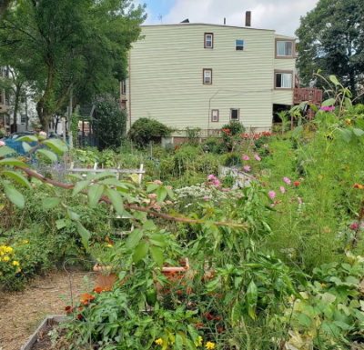 GreenRoots which serves East Boston receives Blue Cross Blue Shield Through ‘Racial Justice in Health’ Grants Stock-East Boston- Victory Garden on Marginal Street