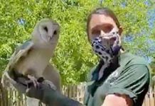 BPL: Zoo New England Animal Meet and Greet: A Virtual Event on February 16 Zoo East Boston Library