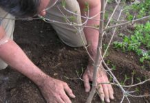 Opinion: How We Can Increase Equitable Tree Coverage Throughout Boston