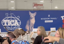 What we saw at the TICA cat show at the Porrazzo Rink this past weekend
