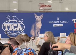 What we saw at the TICA cat show at the Porrazzo Rink this past weekend