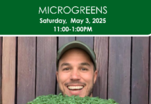 Microgreen planting