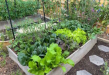 Two East Boston gardeners recognized in Mayor Wu’s 2025 Garden Contest Gardening East Boston