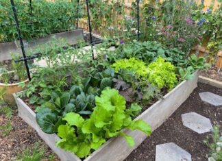 Two East Boston gardeners recognized in Mayor Wu’s 2025 Garden Contest Gardening East Boston