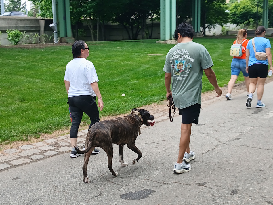 Brindle dog on a leash walking beside two women along a park path with green grass and trees nearby.