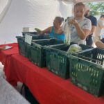 East Boston Farmers Market opens Woman bags greens into a plastic bag at a market stand with green crates and a red tablecloth nearby.