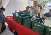 East Boston Farmers Market opens Woman bags greens into a plastic bag at a market stand with green crates and a red tablecloth nearby.