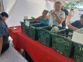 East Boston Farmers Market opens Woman bags greens into a plastic bag at a market stand with green crates and a red tablecloth nearby.