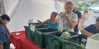 East Boston Farmers Market opens Woman bags greens into a plastic bag at a market stand with green crates and a red tablecloth nearby.