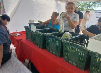 East Boston Farmers Market opens Woman bags greens into a plastic bag at a market stand with green crates and a red tablecloth nearby.